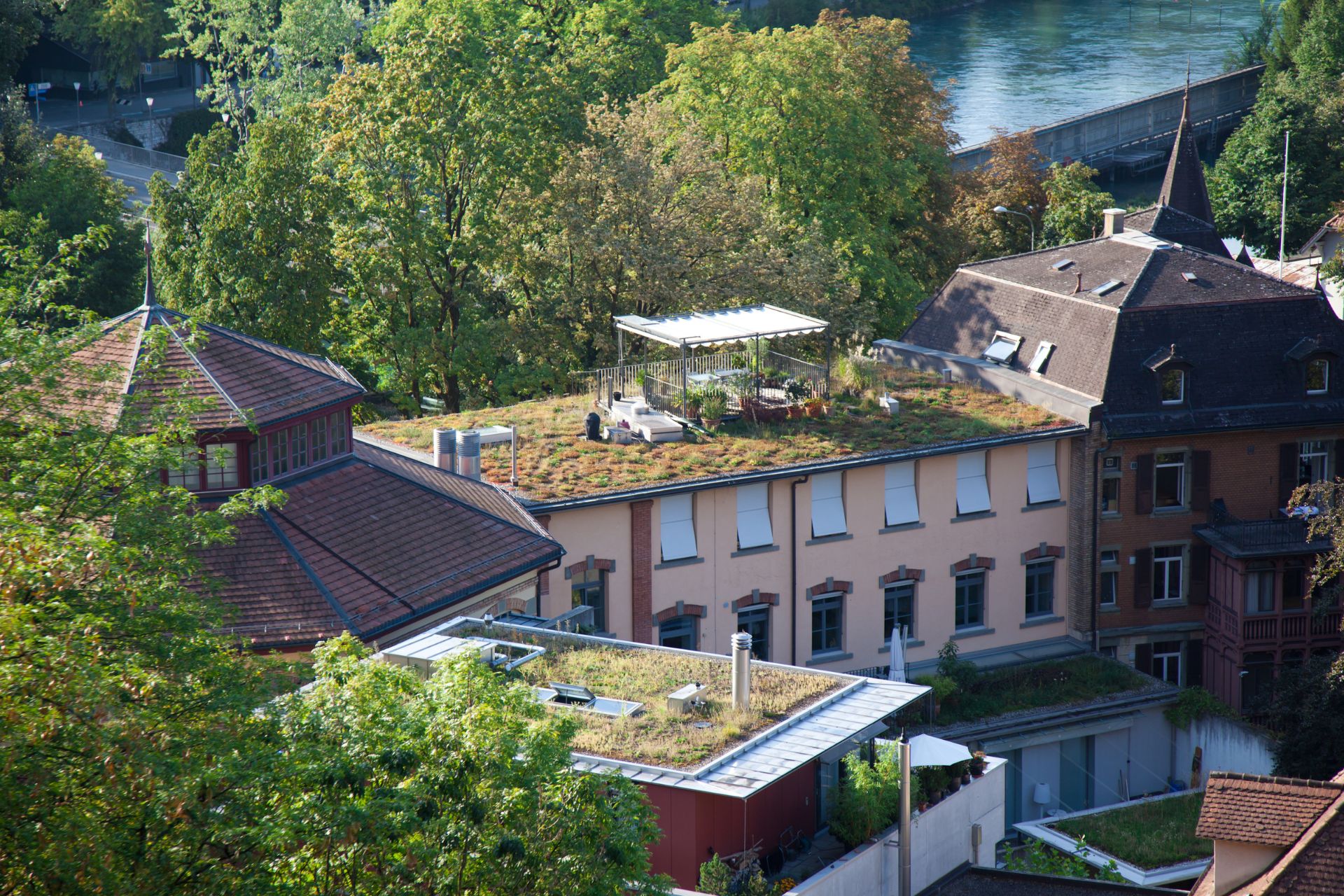 zielony dach